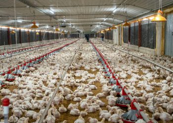 Productores alertan posible incremento del precio del pollo en vísperas de Navidad