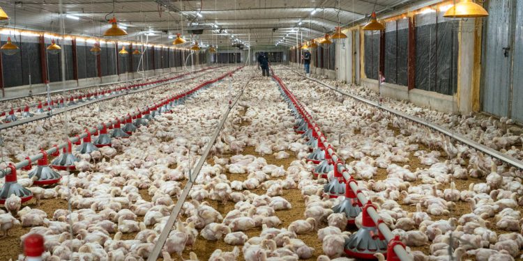 Productores alertan posible incremento del precio del pollo en vísperas de Navidad