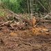 Convocan este marte en Bayaguana a encendido de velas por protección a loma de Managuá