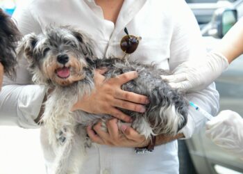 Ministerio de Salud realizará jornada de vacunación para perros y gatos este viernes 21 en Ciudad Juan Bosch