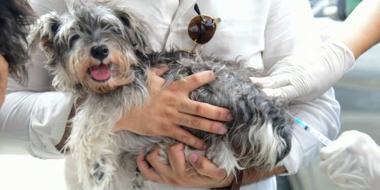 Ministerio de Salud realizará jornada de vacunación para perros y gatos este viernes 21 en Ciudad Juan Bosch