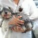 Ministerio de Salud realizará jornada de vacunación para perros y gatos este viernes 21 en Ciudad Juan Bosch