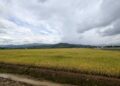 Arroz: 7.2 millones de quintales en inventario mientras RD negocia con EEUU