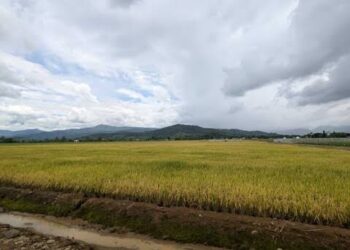 Arroz: 7.2 millones de quintales en inventario mientras RD negocia con EEUU