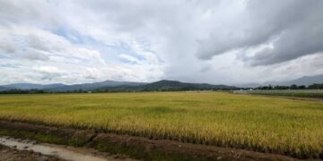 Arroz: 7.2 millones de quintales en inventario mientras RD negocia con EEUU