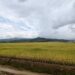 Arroz: 7.2 millones de quintales en inventario mientras RD negocia con EEUU