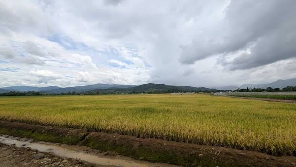 Arroz: 7.2 millones de quintales en inventario mientras RD negocia con EEUU